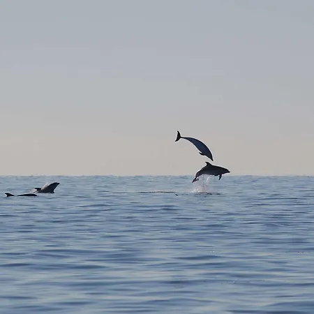 Apartma Seafront Punta *