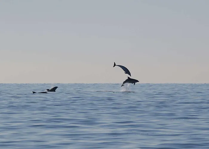 Apartament Seafront Punta *